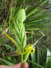 Alcantarea geniculata