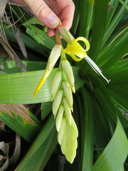 Alcantarea geniculata