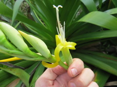 Alcantarea geniculata