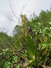 Alcantarea geniculata