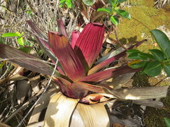 Alcantarea imperialis