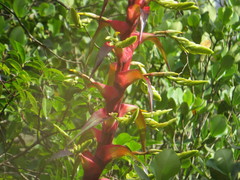 Alcantarea geniculata