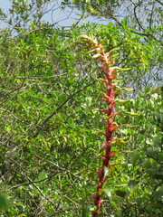 Alcantarea geniculata