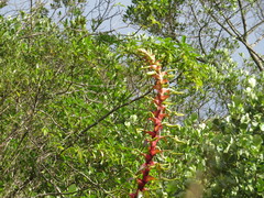 Alcantarea geniculata