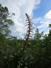 Alcantarea geniculata