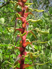 Alcantarea geniculata