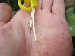 Alcantarea geniculata