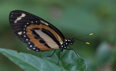 Lycorea halia discreta