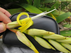 Alcantarea geniculata