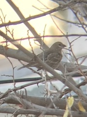 Haemorhous mexicanus