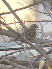 Haemorhous mexicanus