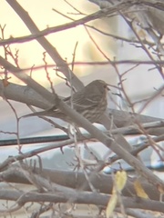 Haemorhous mexicanus