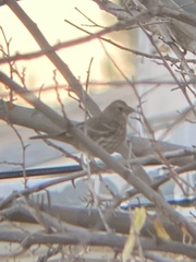 Haemorhous mexicanus