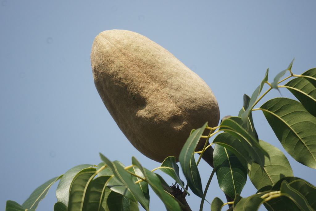 Caoba (Swietenia macrophylla)  Guardabosques Voluntarios de la Universidad  Simón Bolívar