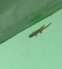 Gehyra mutilata