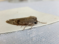 Capusa cuculloides