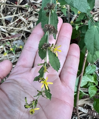 Triumfetta semitriloba observed 2021-11-29