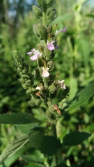 Teucrium vesicarium