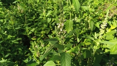 Teucrium vesicarium