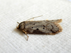 Philobota transversella