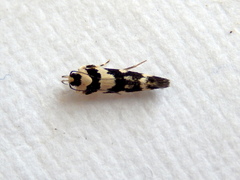 Macrobathra bigerella