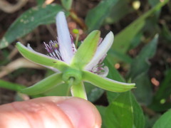 Passiflora miersii