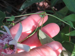Passiflora miersii