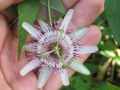 Passiflora miersii