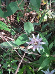 Passiflora miersii