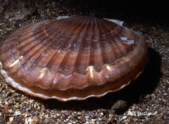 Patinopecten caurinus
