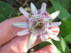 Passiflora miersii