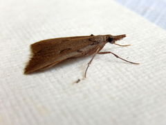 Phrixocomes ophiucha