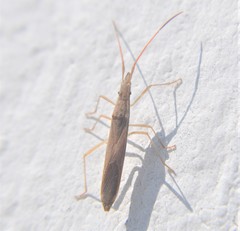 Protenor