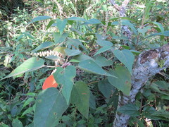 Croton celtidifolius
