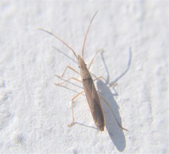 Protenor