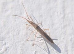 Protenor