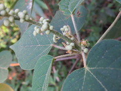 Croton celtidifolius