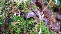 Prophysaon foliolatum