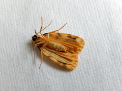 Hectobrocha pentacyma