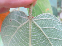 Croton celtidifolius
