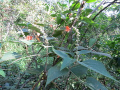 Croton celtidifolius