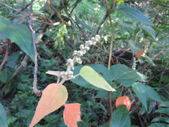 Croton celtidifolius
