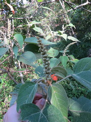 Croton celtidifolius