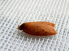 Garrha repandula