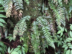 Polystichum formosanum