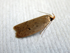 Eulechria convictella