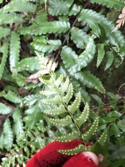 Polystichum formosanum