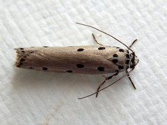 Ethmia heptasema
