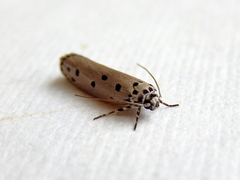 Ethmia heptasema