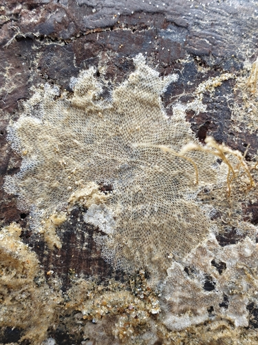 photo of Bryozoans (Bryozoa)